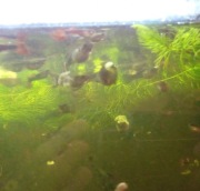 Akwarium 200 litrów, pokrywa z oświetleniem plus wyposażenie i sprzęt