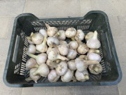 Czosnek Ornak ozimy na kilogramy