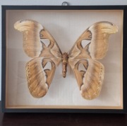 Pawica Atlas Attacus atlas w ramce - duży motyl z Filipin 