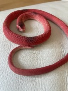 Figurka gumowy wąż 60 cm