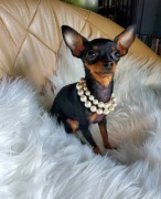 Praski Ratler 1,6 kg - 1,8 kg Ratlerek (nie pinczer miniaturowy)