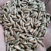 Ekologiczne ziarno żyta 