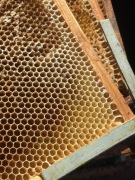 Ramki pszczele 10 szt