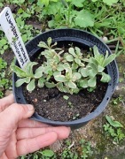 Rozchodnik  kamczacki Variegata
