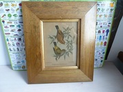 obraz John Gould Ptaki Litografia Oprawiona Grafika rama drewniana