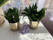 Sansevieria Trifasciata Hahnii