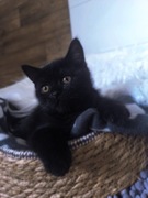 Kocurek brytyjski czarny 