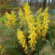 Kokorycz lakolistna (paprociowa) / Corydalis cheilanthifolia