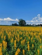 Łubin żółty szerokolistny mister ostatnie 5kg