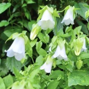 Zrostka zwisła / Symphyandra pendula