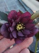 Ciemiernik Helleborus 'Red Sapphire' 68
