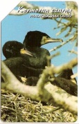 nr 1341 - Zwierzęta chronione 10 - ptaki - Kormoran Czarny