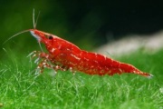 Krewetki Red Cherry - 30 sztuk