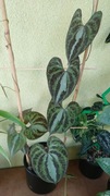 Dioscorea discolor 