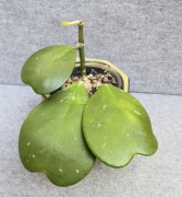 Hoya kerrii hoja kerri 