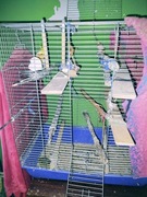 Oddam za darmo papugę nimfę razem z klatką  