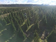 TUJE SZMARAGD  80-100 cm -  SZKÓŁKA ROŚLIN 