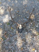 POROŻE DANIELA NA DESCE