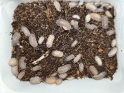 Armadillidium Peaccae Corfu hurt 60+