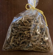 leszczyna kwiaty suszone 