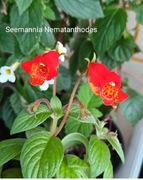 Seemannia Nematanthodes botaniczna 