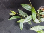 Hoya lacunosa Laos - sadzonka ukorzeniona