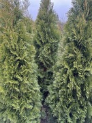 Tuje szmaragd 130-150 cm