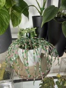 Roślina ozdobna sukulent #7