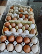 Jajka kurze wiejskie 