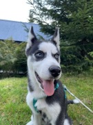 Siberian Husky za darmo
