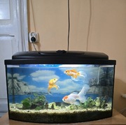 Akwarium + pokrywa + Napowietrzacz + Welony  60L