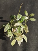 Hoya lacunosa Laos - sadzonka ukorzeniona