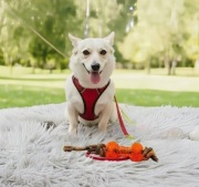 Zabawka dla psa sznur z gumową kością wytrzymała do gryzienia