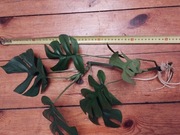 Monstera minima sadzonka dobrze ukorzeniona