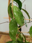 Hoya hoja Phuawensis