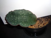 Sansevieria ES 21837