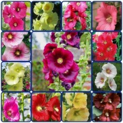 Malwa mieszanka kolorów