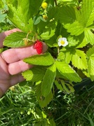 Poziomka sadzonki zestaw, mix odmian