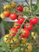 Kolekcjonerski pomidor typu cherry czerwony plenny