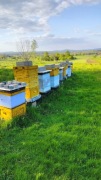 Sprzedam Rodziny Pszczele 