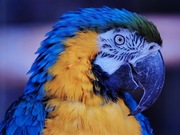 Telewizor LED Philips 65pus6162/12 65 " 4K UHD