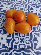 Pomidor  Lucfichoise Multiflora   kolekcjonerski