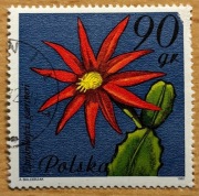 2636, * kasowany, Kwiaty sukulentów - kaktusy