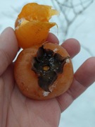 Persymona kaki diospyros zrazy do szczepienia Nikita,chuchupaca