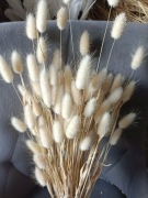 lagurus dmuszek jajowaty trawa suszona duży