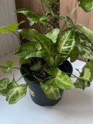 Sadzonki roślin domowych Monstera Fikus Epipremnum Syngonium Maranta