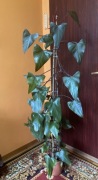 Wysoki filodendron Philodendron bordowy King of Spades 180 cm