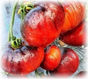 SIBERIAN TIGER CLAWS Pomidor Kolekcjonerski