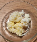 Grzybek tybetański kefir 20 gram