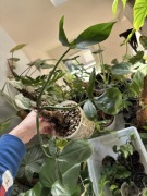 Philodendron tripartitum filodendron